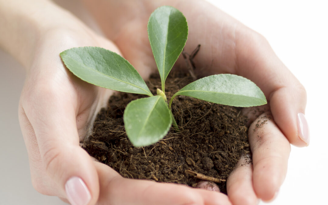 Every Brand Starts as a Seed