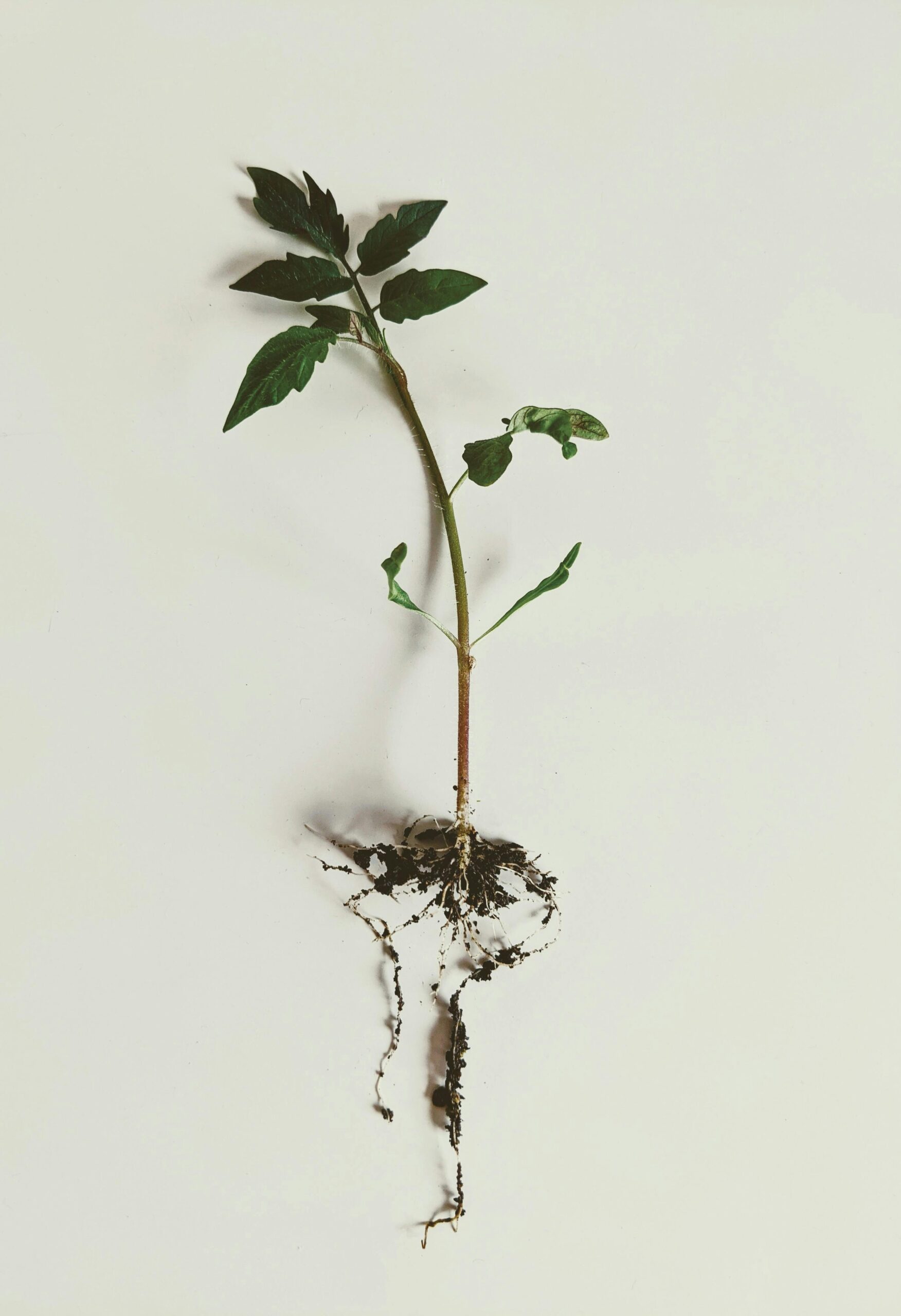 pexels-guzel-sadykova-3331480-17970975